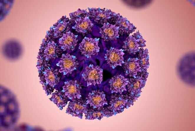 Вирус папилломы человека – причина бородавок, кондилом и папиллом